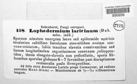 Lophodermium laricinum image